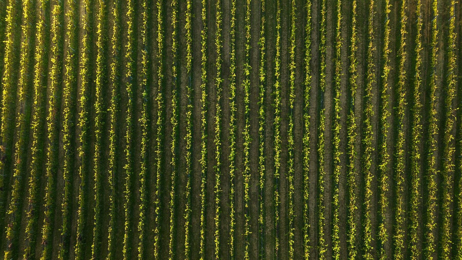 Redovi vinograda posmatrani iz vazduha